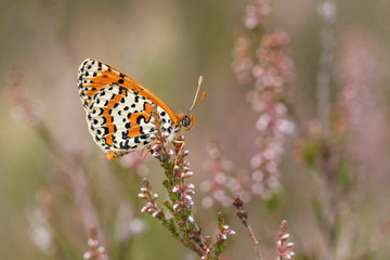 Melitaea didyma. Beautiful butterfly.