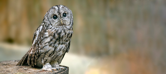 Bird of prey in wild nature