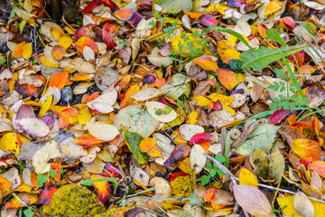 Colorful and bright background of fallen autumn leaves