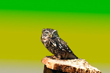 Bird of prey in wild nature
