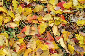 Colorful and bright background of fallen autumn leaves