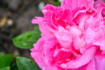 Pink rose flower, rain drops. Close-up photo of garden flower with shallow DOF