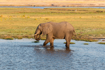 elephant drinking in river
