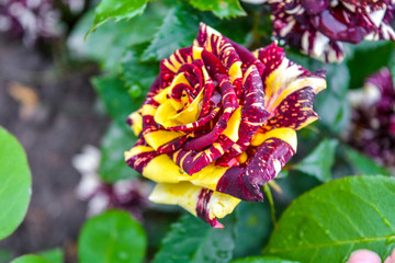 Motley rose flower bush in bloom at natural outdoor garden