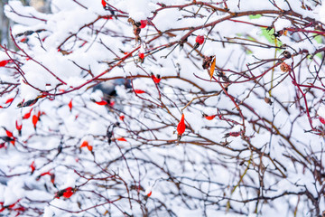 Snow covered red rosehip berries. Red dog rose on bush in winter