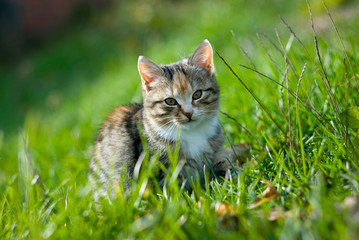 cat on grass