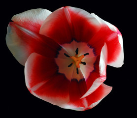 red tulip on black background