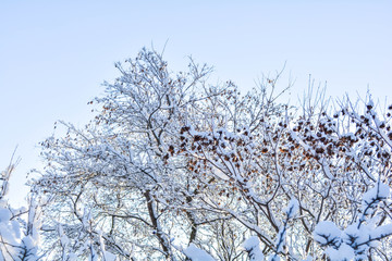 Tree branches covered with snow on blue sky background