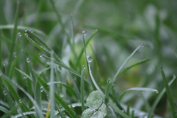dew on the grass