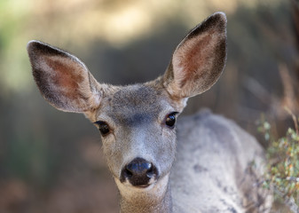 Mule Deer Fawn close up looking at camera in morning light