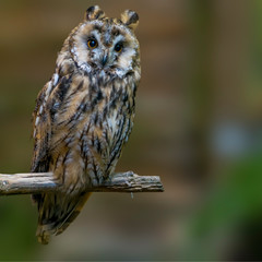 Bird of prey in wild nature