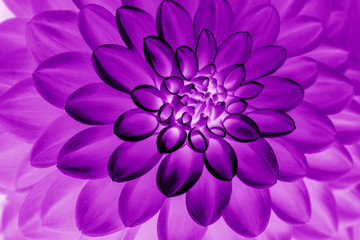 painting of purple dahlia petals  floral abstract background. Close up of flower dahlia for background,