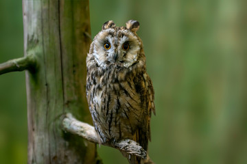 Bird of prey in wild nature