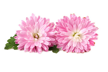 Chrysanthemum bright pink flower with green leaf isolated on white background