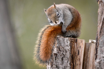 Écureuil roux