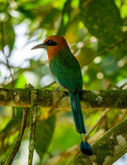 Motmot on a Branch