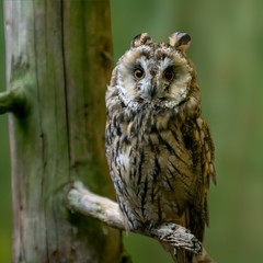 Bird of prey in wild nature