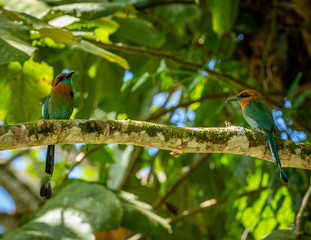 Two Motmot on branch