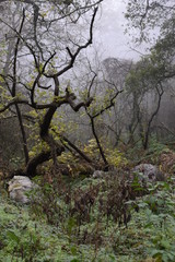 Bosque Chipinque Nuevo León