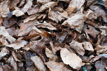 dried leaves