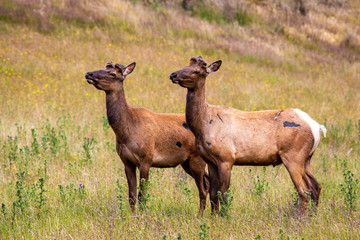 Elk bred on a farm for their antler velvet in Canterbury, New Zealand 