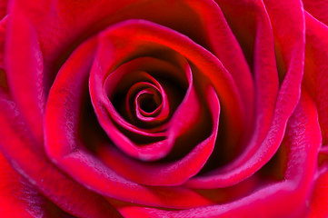 Spectacular Scarlet Rose close-up. Soft focus, shallow depth of field.