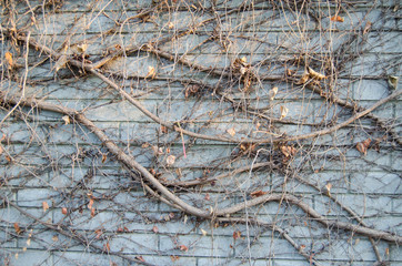 lianas growing on the wall
