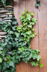 Fototapeta na wymiar ivy lianas growing on the wall