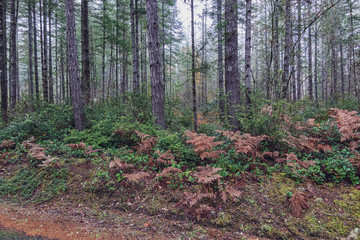 golden ferns and evergreen shrubs along forest path