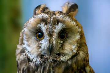 Bird of prey in wild nature