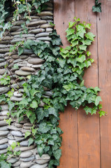 ivy lianas growing on the wall