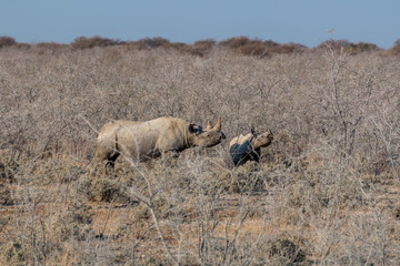 Rhino mom and baby