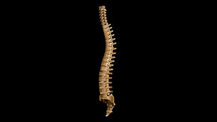 Vertebral Column Anatomy Labeled