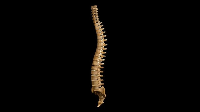 Vertebral Column Anatomy Labeled