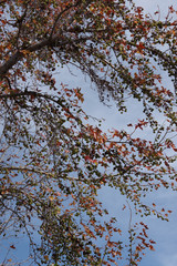 Leaves, branches and fruits of a Sweetgum Tree on a southern California winter day
