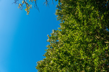 Laubbäume im Herbst