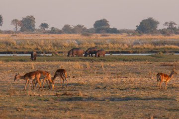 herd of rhinos