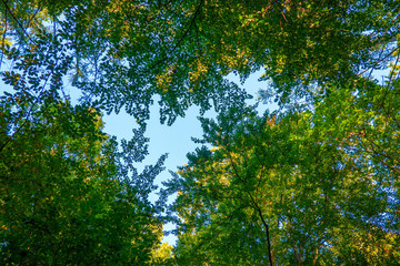 Bayrischer Wald im Herbst