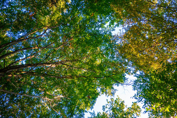 Bayrischer Wald im Herbst