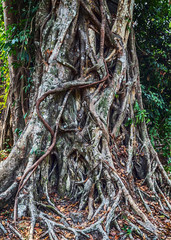 Angkor Archeological area in Cambodia