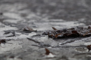 feuilles
