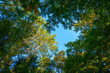 Fototapeta premium Bayrischer Wald im Herbst