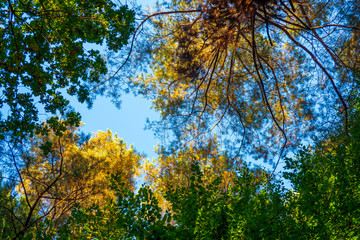 Bayrischer Wald im Herbst