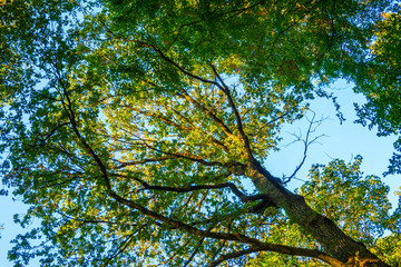 Fototapeta premium Bayrischer Wald im Herbst