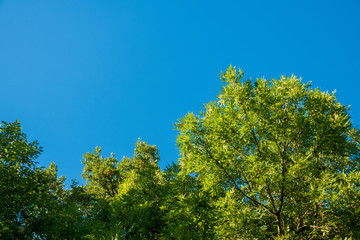 Laubbäume im Herbst
