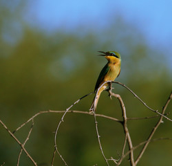 Obraz premium European Bee- eater