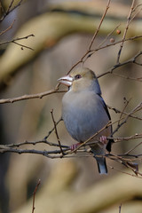 hawfinch on branch