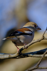 hawfinch on branch