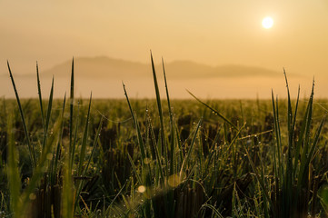 草原に昇る朝日に輝く草の露DSC7594