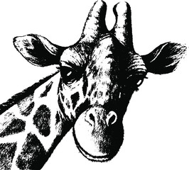 Hand drawn wild giraffe. Vector. Head
